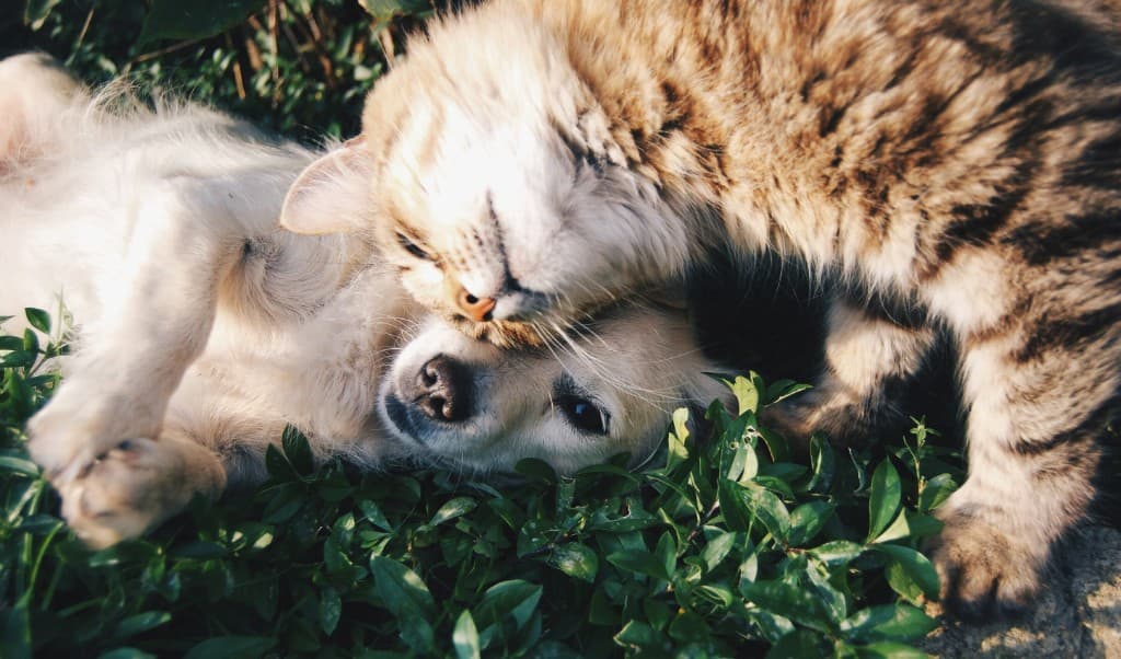 Tabby cat and puppy resting together on green grass