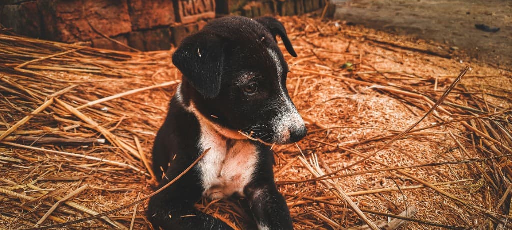 Small brown puppy sitting outdoors