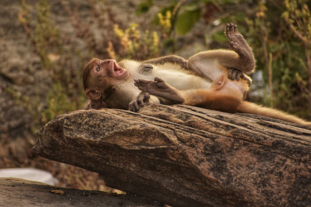 Monkeys at an ornate temple in India