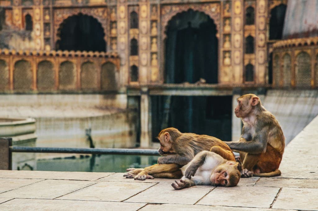 Monkey sitting outdoors in warm light
