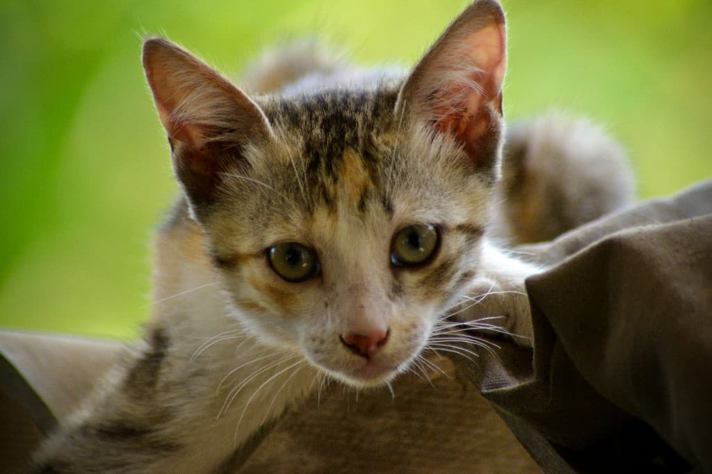 Young tabby kitten peeking over a ledge
