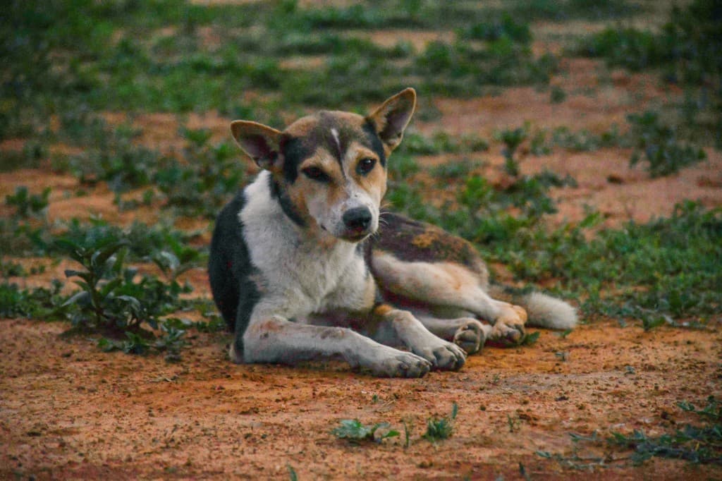 Street dog resting on reddish earth