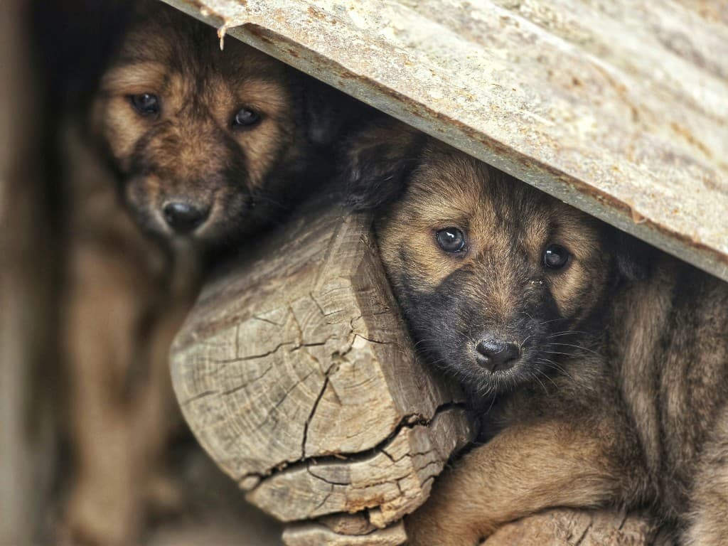 Two puppies resting under weathered wood